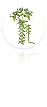 Répulsifs par les plantes