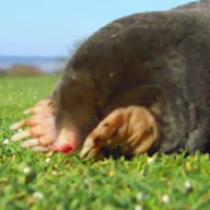 Taupe sur un golf